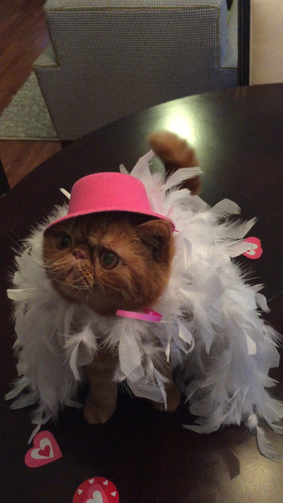 Pecan Pie the Cat