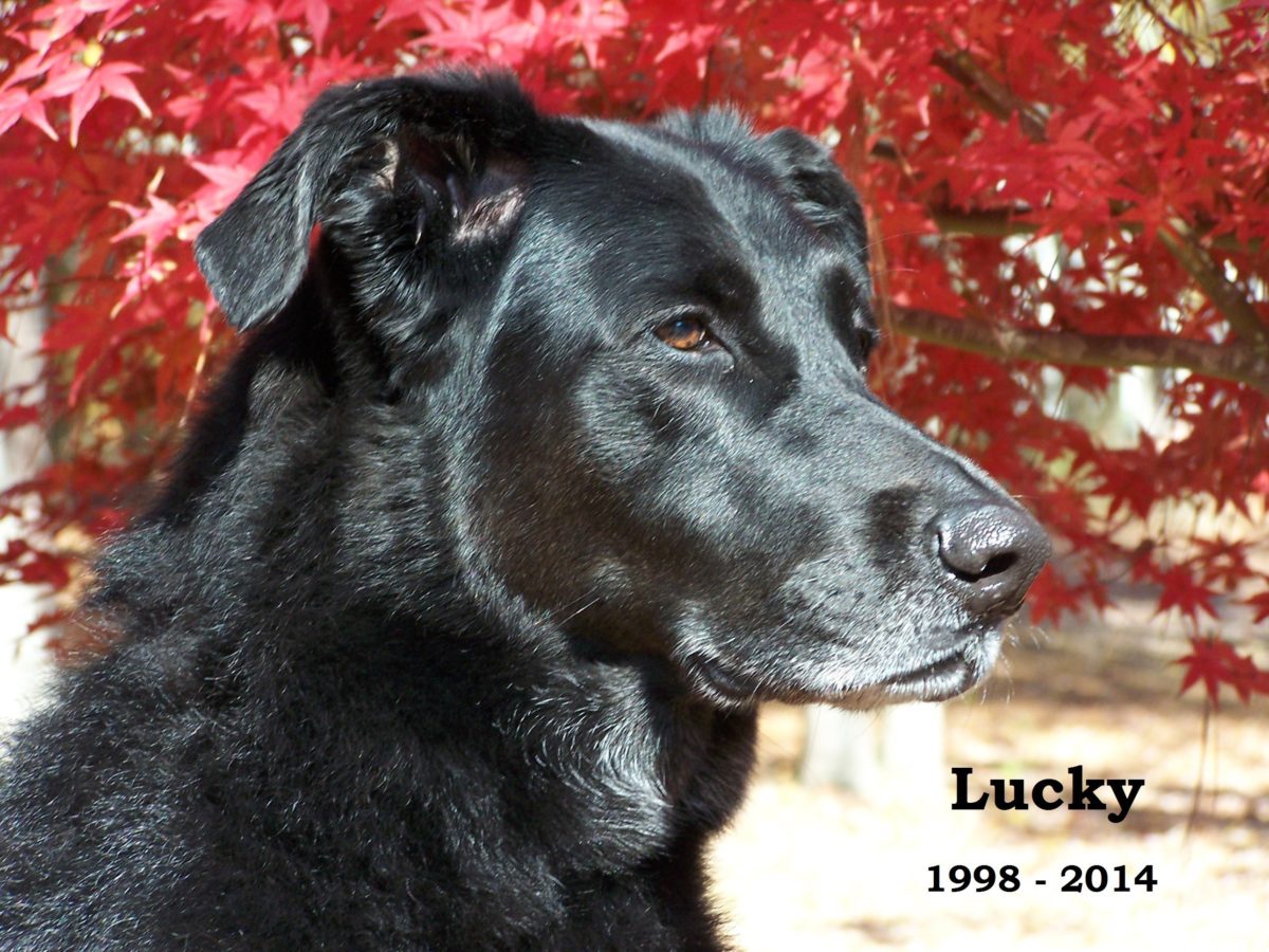 Lucky 1998-2014