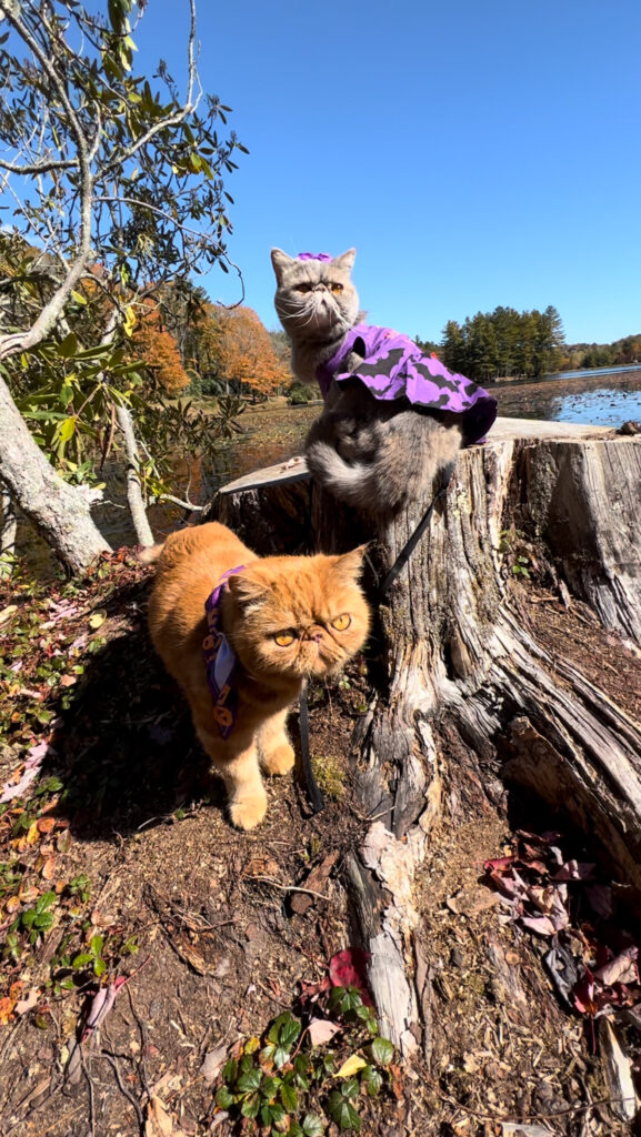 Pecan Pie and Blueberry Biscuit dressed for Halloween
