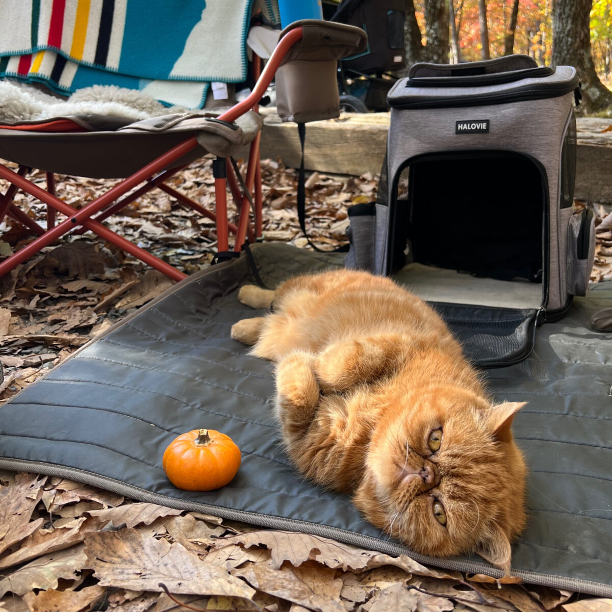 Pet Enrichment & Quality of Life