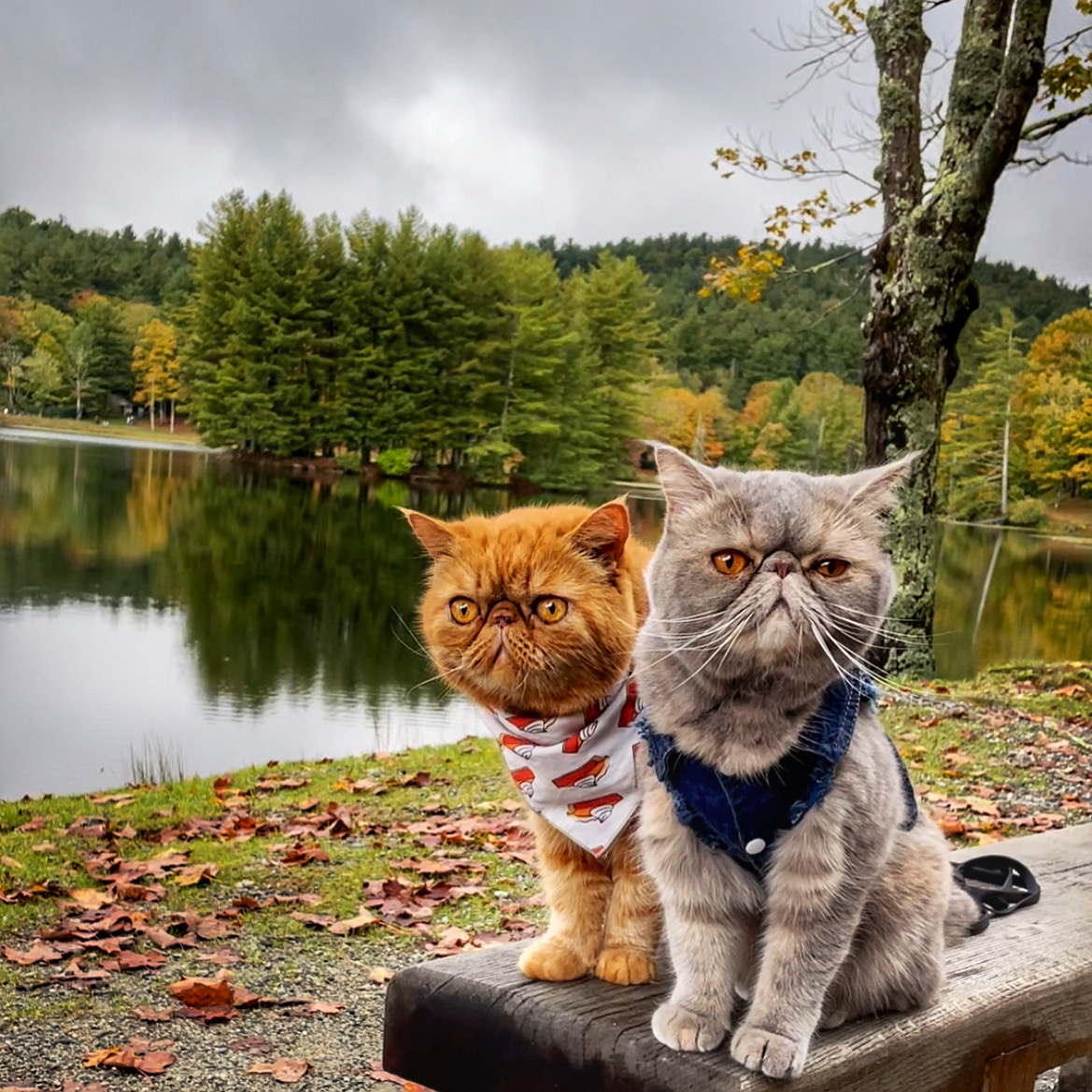 pecan pie and lady bluberry biscuit