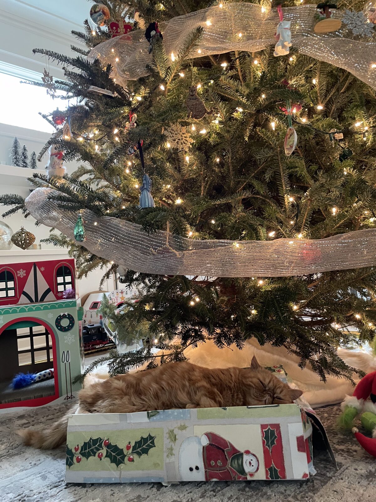 Paws, Presents & Holiday Traditions