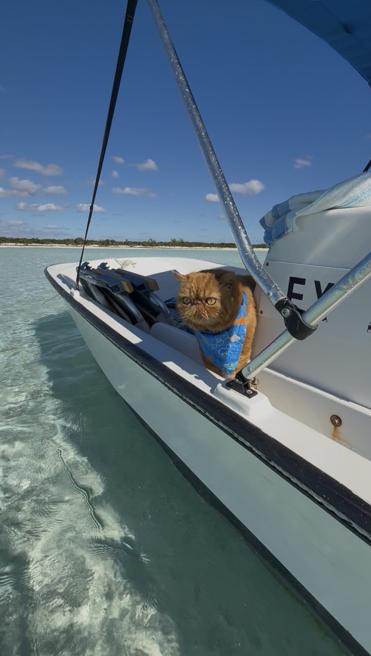 A New Year Mews Letter from the Bahamas