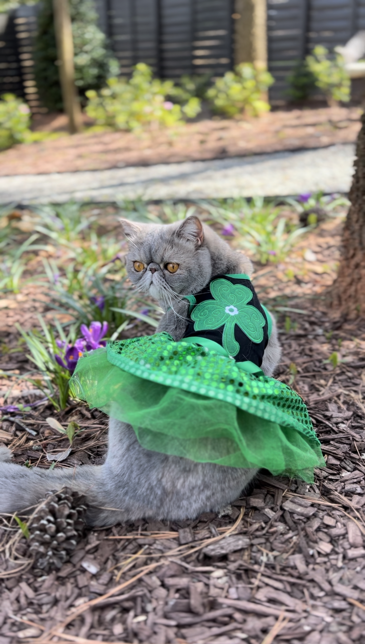 🌸 March Mews 🌸